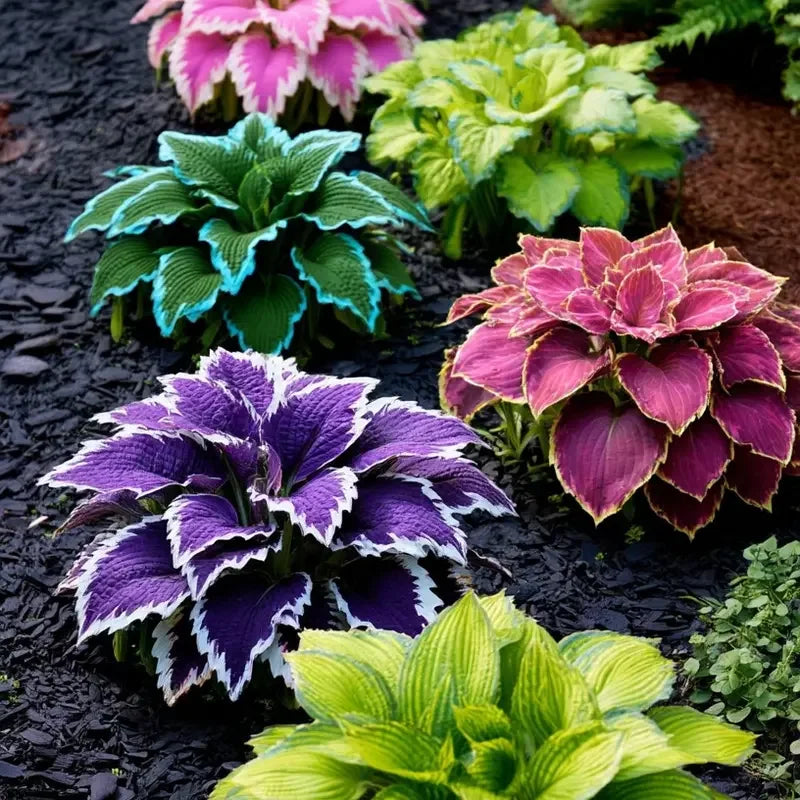 Variegated Rainbow Hosta Seeds 🌈✨