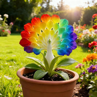 🌈Rainbow colors