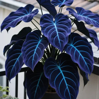 💰Special Offer [50% OFF] 🌿Rare Hosta Seeds