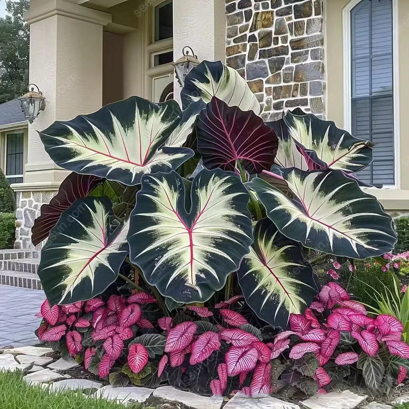 💰Special Offer [50% OFF] 🌿Rare Hosta Seeds