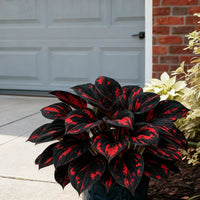 Black Red🔥