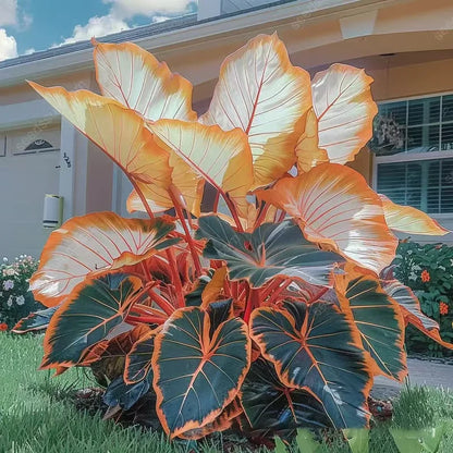 💰Special Offer [50% OFF] 🌿Rare Hosta Seeds
