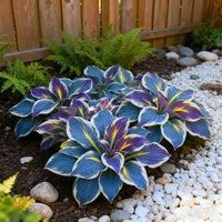 🔥Tricolor Hosta