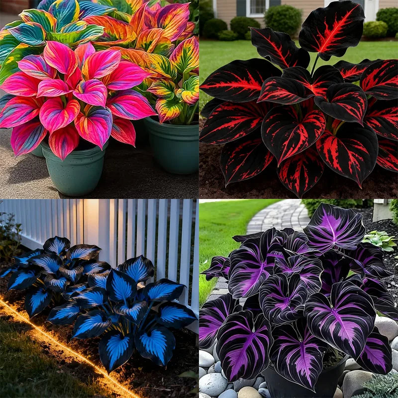 🌈Hosta Seeds Premium Mixed Varieties for AllSeasons-Enhance Flowerbeds Driveways Walkway Edges-Hardy Pest-Resistant Shaded Areas - Indoor & Outdoor Use