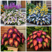 Mixed Colors