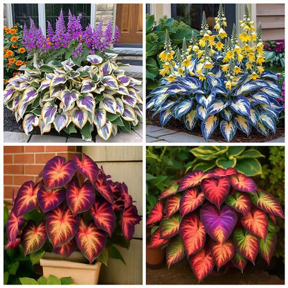 ⏰Last Day $22.99- 🍃Rare Hosta: : Grow Your Own Fragrant Oasis at Home!