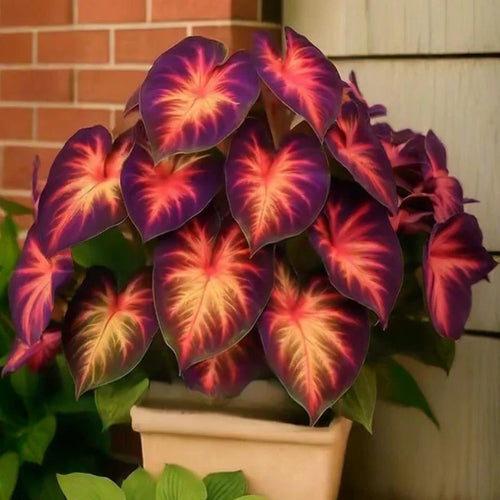 ⏰Last Day $22.99- 🍃Rare Hosta: : Grow Your Own Fragrant Oasis at Home!