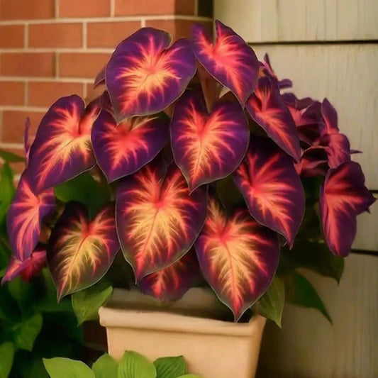⏰Last Day $22.99- 🍃Rare Hosta: : Grow Your Own Fragrant Oasis at Home!