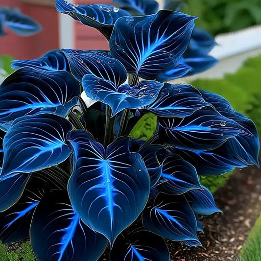 🌌“Rare Midnight Hostas Seeds – Like Stars Sprinkled on Every Leaf”