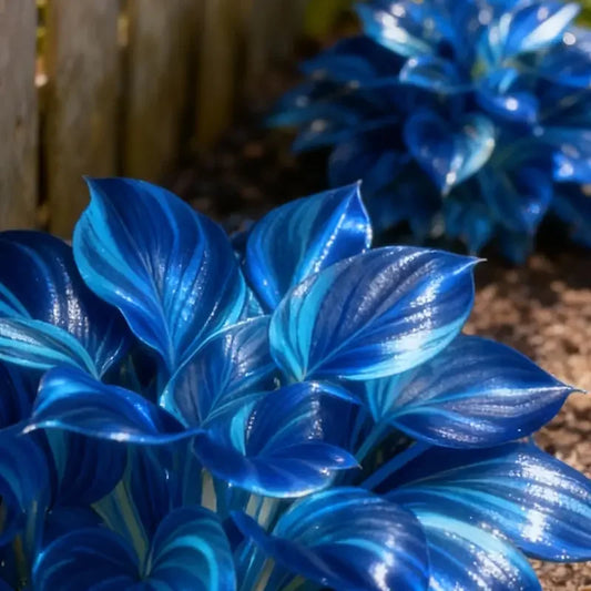 ⭐Sapphire Hosta Seeds – Rare Blue Foliage for Stunning Shade Gardens