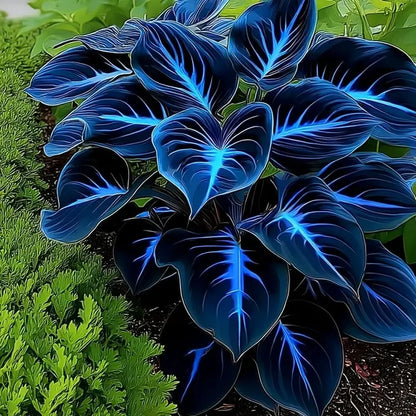 🌌“Rare Midnight Hostas Seeds – Like Stars Sprinkled on Every Leaf”