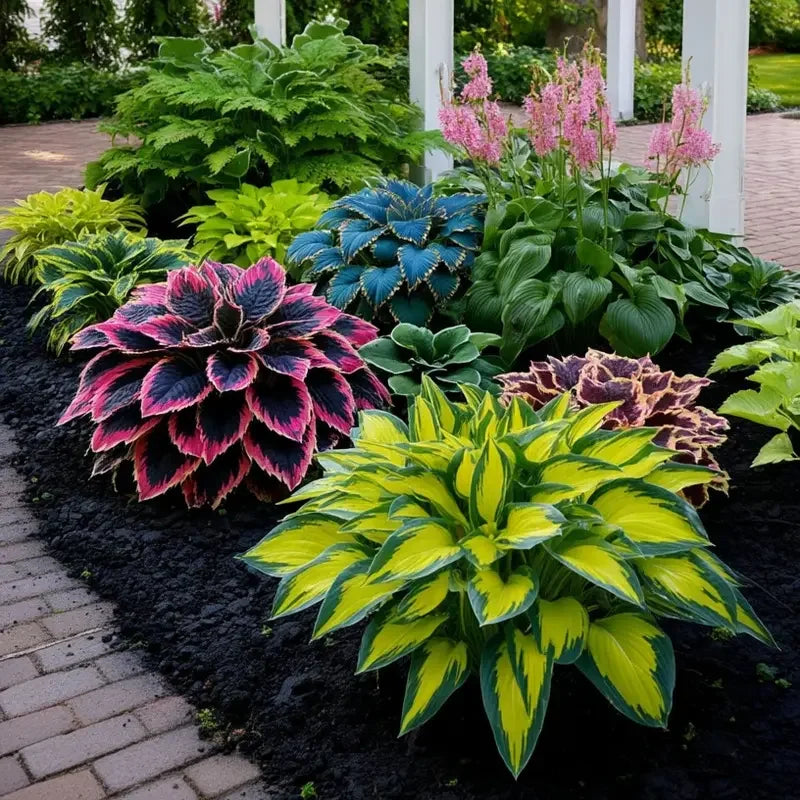 Variegated Rainbow Hosta Seeds 🌈✨
