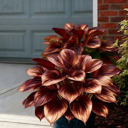 🌞 “Easy-to-Grow Colorful Hostas Seeds/Bulbs for Year-Round Beauty”