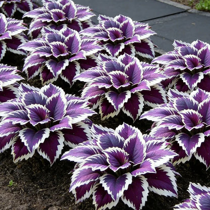 Variegated Rainbow Hosta Seeds 🌈✨