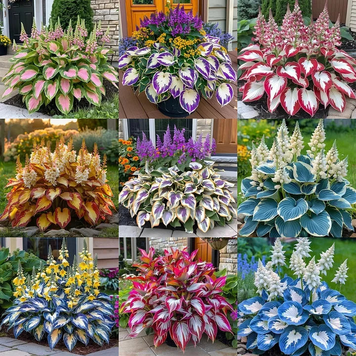 Buy 200 Seed