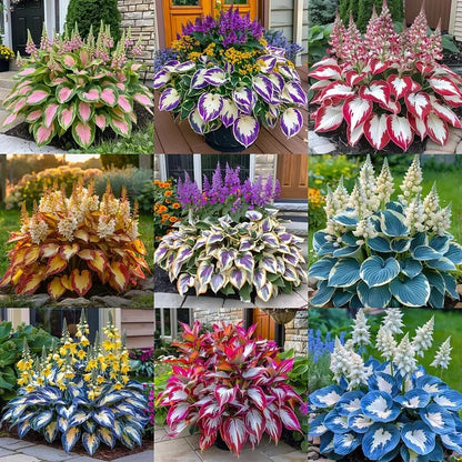 THE RESILIENT BEAUTY: SHADE-TOLERANT AND COLD-HARDY HOSTA FLOWERS