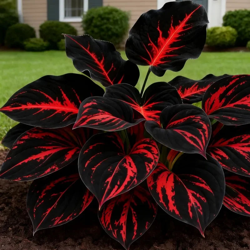🌈Hosta Seeds Premium Mixed Varieties for AllSeasons-Enhance Flowerbeds Driveways Walkway Edges-Hardy Pest-Resistant Shaded Areas - Indoor & Outdoor Use