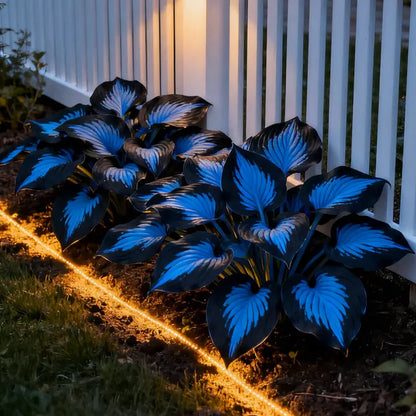 🌟Hosta seeds, 🍃perennial shade-tolerant plant, suitable for gardens and patios, non-GMO, made in the USA.🌿