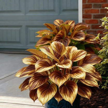 🌞 “Easy-to-Grow Colorful Hostas Seeds/Bulbs for Year-Round Beauty”
