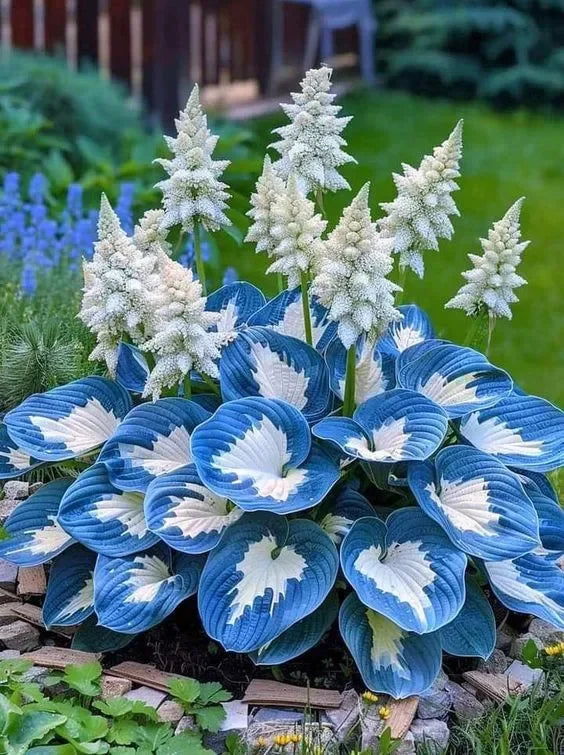 THE RESILIENT BEAUTY: SHADE-TOLERANT AND COLD-HARDY HOSTA FLOWERS