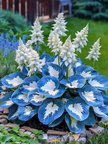 THE RESILIENT BEAUTY: SHADE-TOLERANT AND COLD-HARDY HOSTA FLOWERS