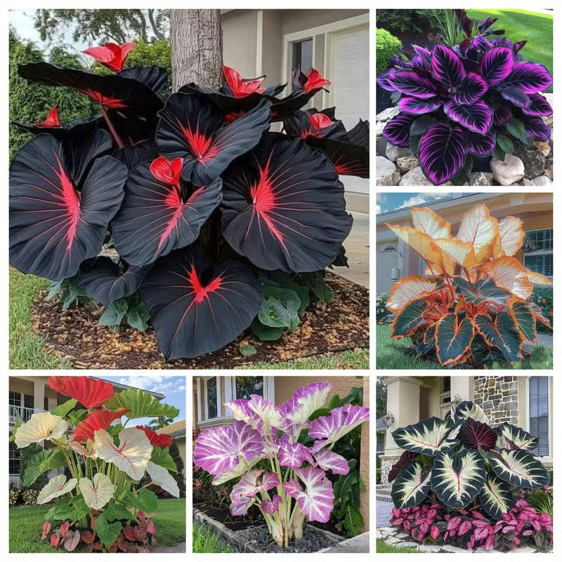 💰Special Offer [50% OFF] 🌿Rare Hosta Seeds