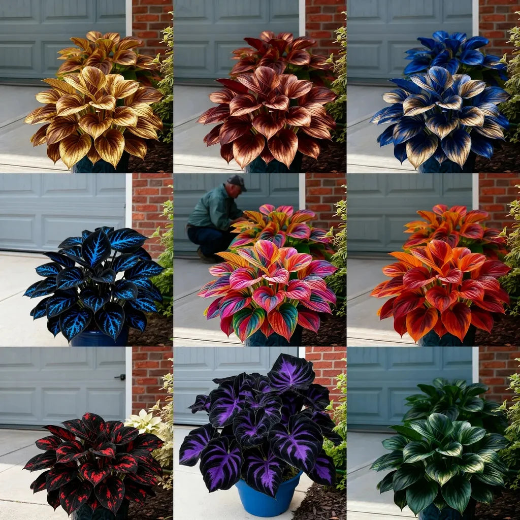 🌞 “Easy-to-Grow Colorful Hostas Seeds/Bulbs for Year-Round Beauty”