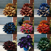 Mix 9 Colors