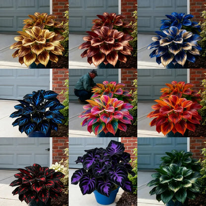 🌞 “Easy-to-Grow Colorful Hostas Seeds/Bulbs for Year-Round Beauty”