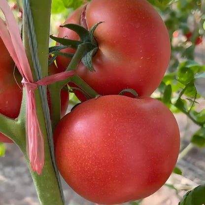 HEIRLOOM SANDY-FLESH TOMATO SEEDS🍅