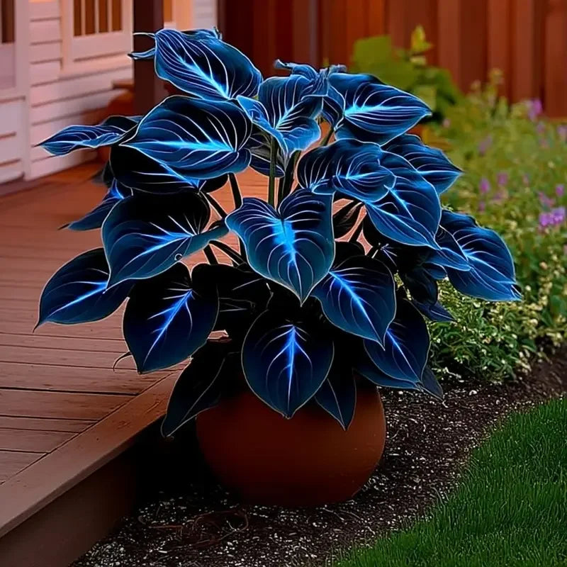 🌌“Rare Midnight Hostas Seeds – Like Stars Sprinkled on Every Leaf”