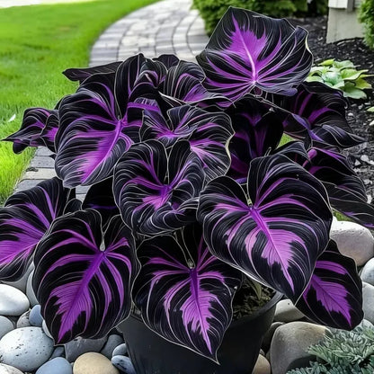 🌈Hosta Seeds Premium Mixed Varieties for AllSeasons-Enhance Flowerbeds Driveways Walkway Edges-Hardy Pest-Resistant Shaded Areas - Indoor & Outdoor Use