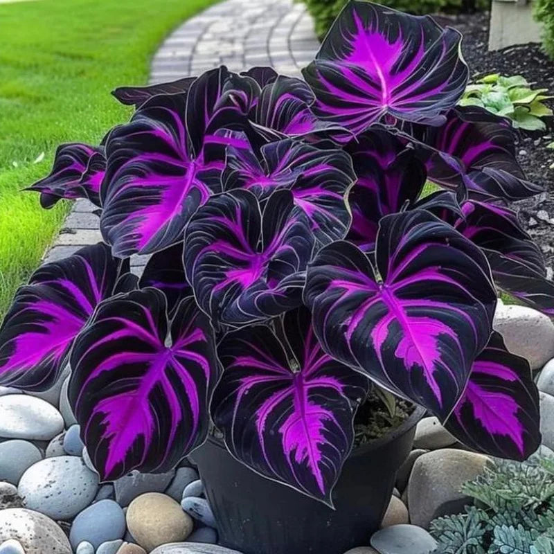 🔥Dark Night Purple Melody🌌
