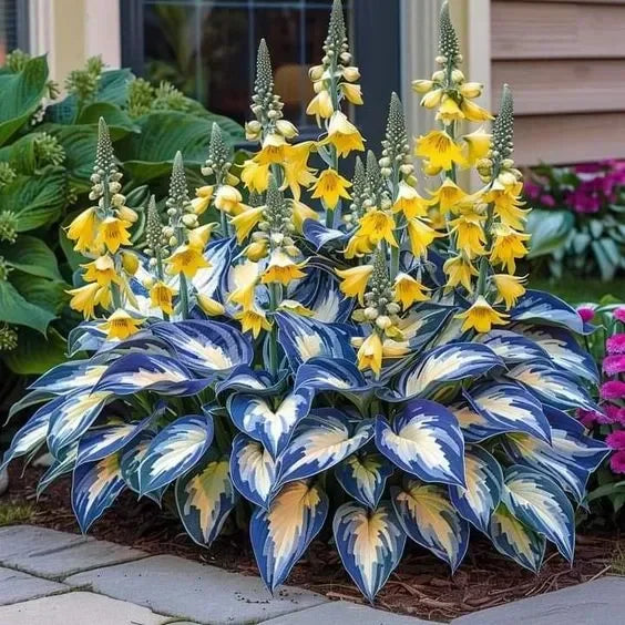 THE RESILIENT BEAUTY: SHADE-TOLERANT AND COLD-HARDY HOSTA FLOWERS