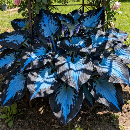 🌟Hosta seeds, 🍃perennial shade-tolerant plant, suitable for gardens and patios, non-GMO, made in the USA.🌿
