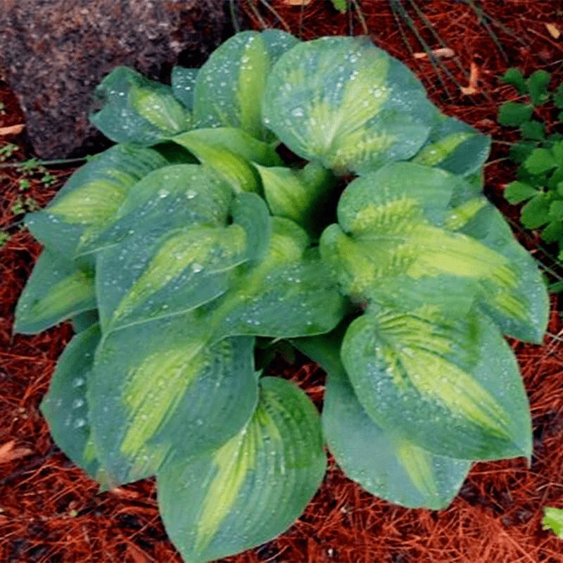 Mixed Hosta Perennials Flower Rare White Lace Lily Seeds