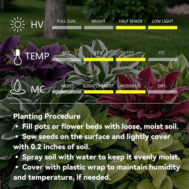🎁2026 Special Offer🍃 Black Red Hosta Seeds🌿