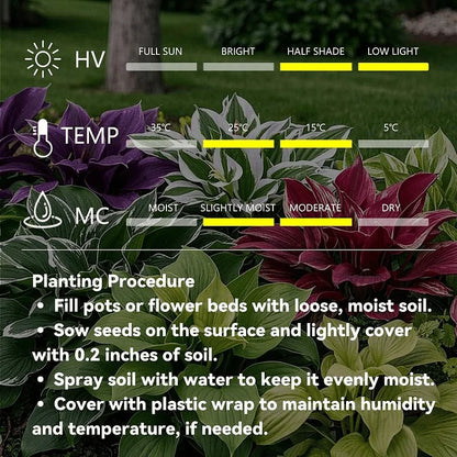 🎁2026 Special Offer🍃 Black Red Hosta Seeds🌿