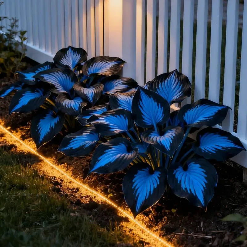 🌈Hosta Seeds Premium Mixed Varieties for AllSeasons-Enhance Flowerbeds Driveways Walkway Edges-Hardy Pest-Resistant Shaded Areas - Indoor & Outdoor Use