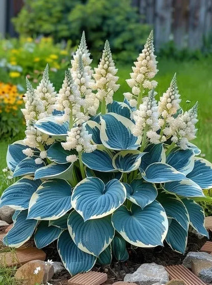 THE RESILIENT BEAUTY: SHADE-TOLERANT AND COLD-HARDY HOSTA FLOWERS