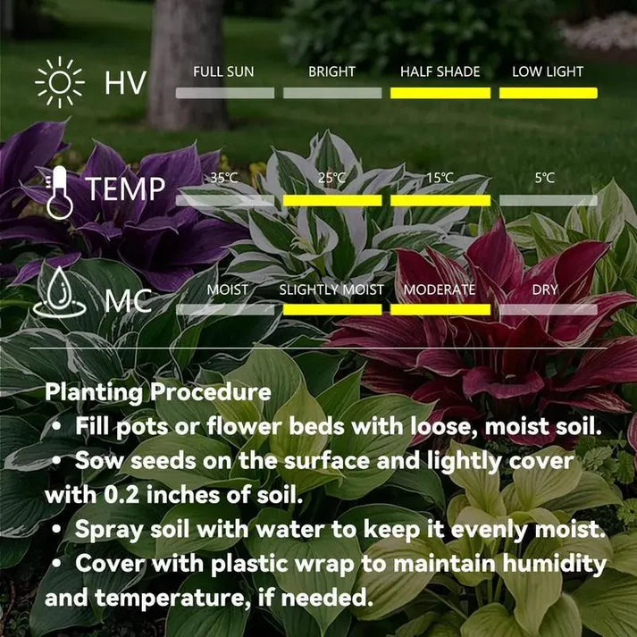 🌟Hosta seeds, 🍃perennial shade-tolerant plant, suitable for gardens and patios, non-GMO, made in the USA.🌿