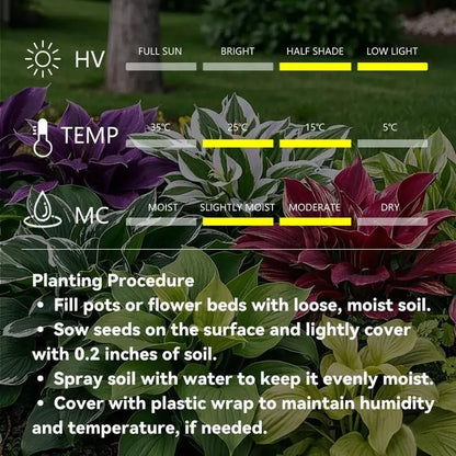 🌟Hosta seeds, 🍃perennial shade-tolerant plant, suitable for gardens and patios, non-GMO, made in the USA.🌿