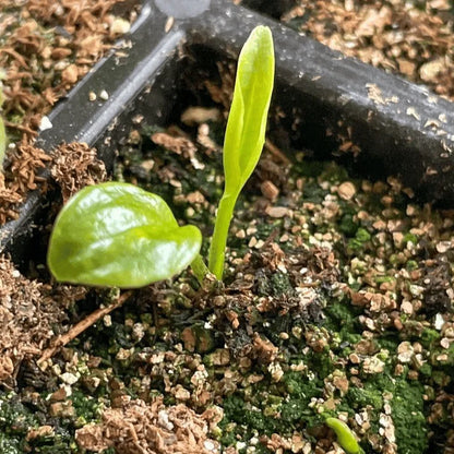 🎁2026 Special Offer🍃 Black Red Hosta Seeds🌿