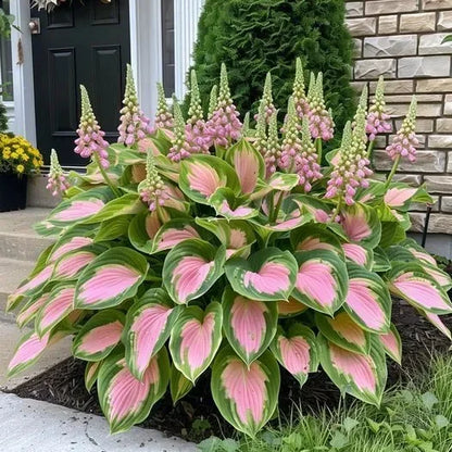 THE RESILIENT BEAUTY: SHADE-TOLERANT AND COLD-HARDY HOSTA FLOWERS