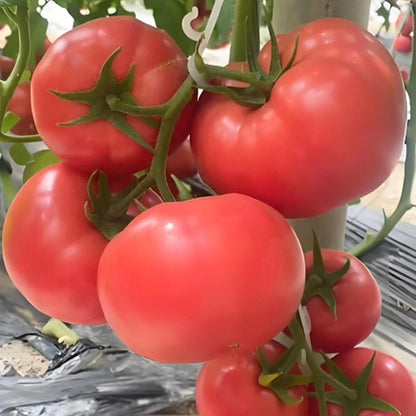 HEIRLOOM SANDY-FLESH TOMATO SEEDS🍅