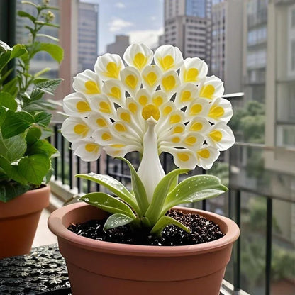 💠 The Queen of Fragrant Blooms — Peacock Orchid Bulbs for Pure Garden Luxury