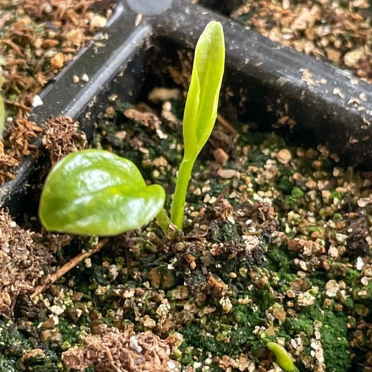 🌱 Perennial Shade Plants – Hostas for Every Garden
