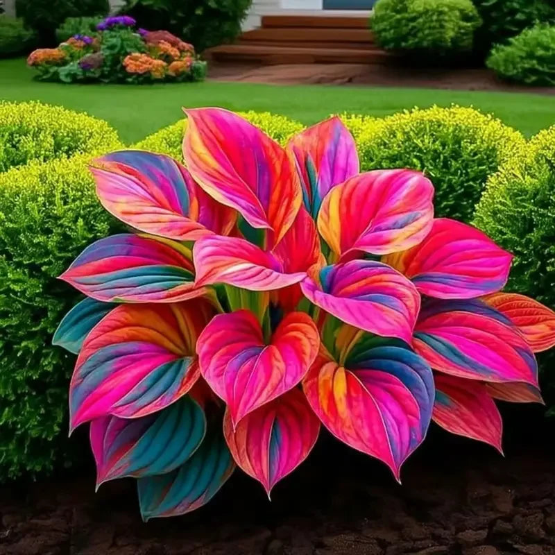 Buy 200 Seed